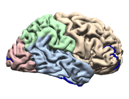 说明: 说明: 说明: 说明: 说明: \\172.18.28.247\jiangtz\hmn_brain2.gif